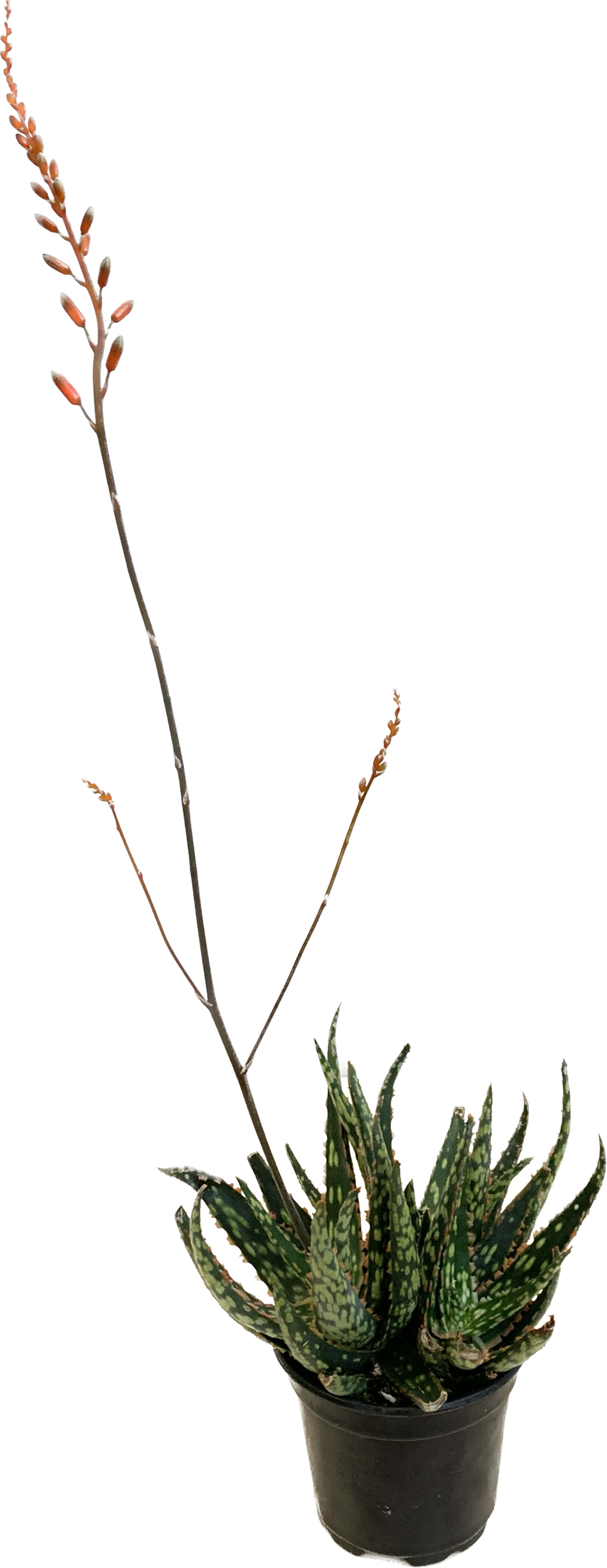 Aloe Carmine