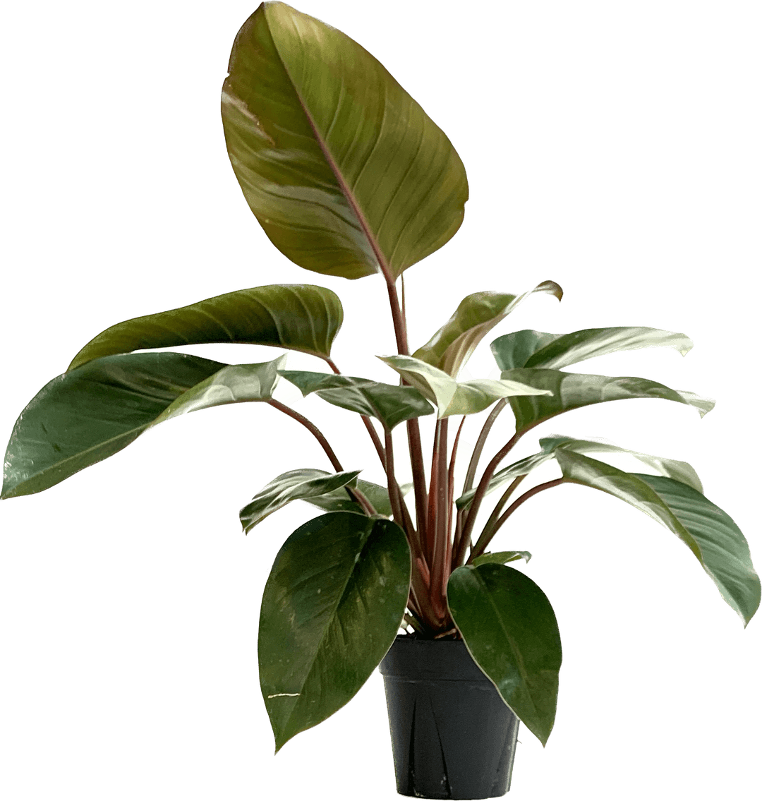 Philodendron Black Cardinal, Philodendron Erubescens