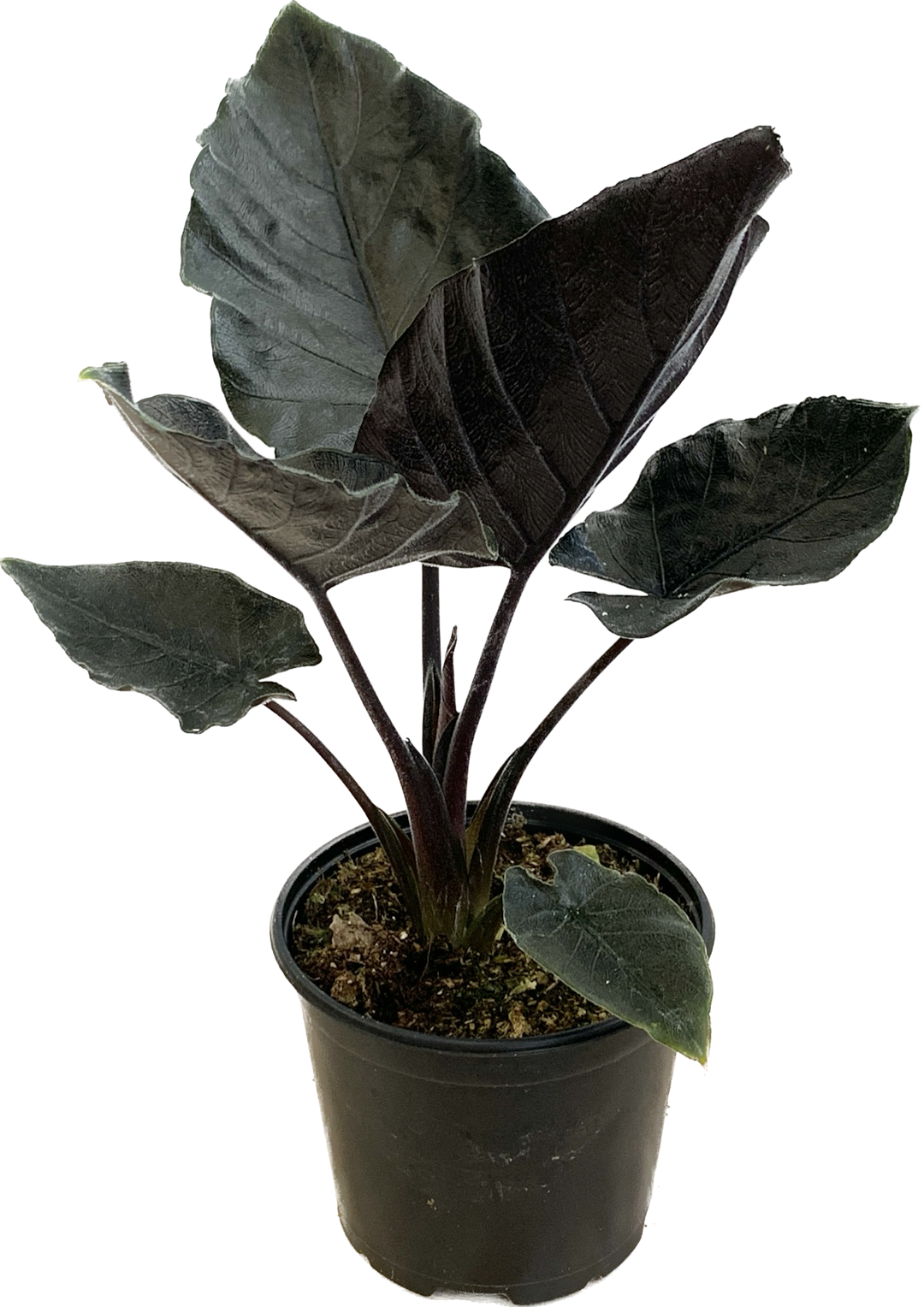 Alocasia Antoro Velvet, Alocasia Chienlii Antoro Velvet