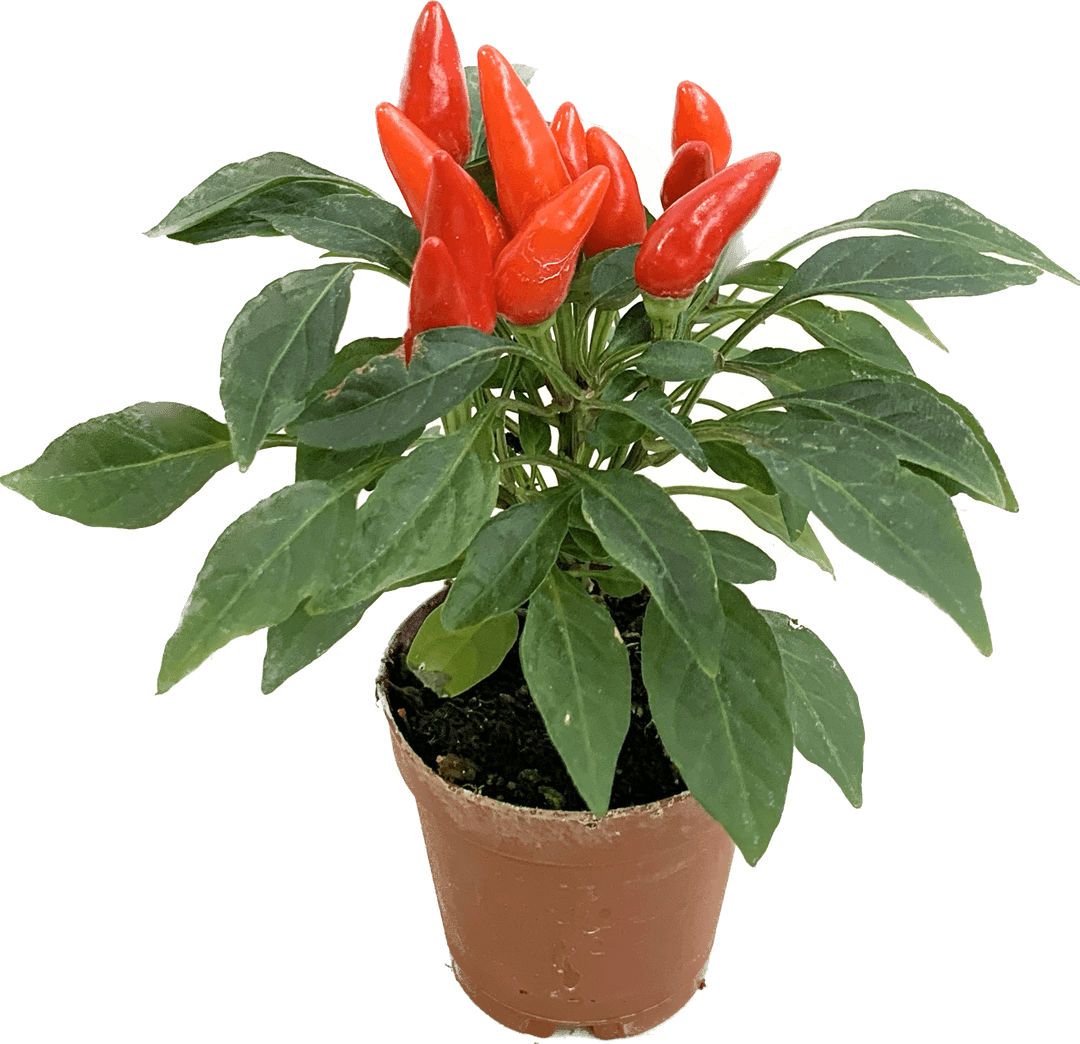 Assorted Ornamental Pepper, Capsicum Annuum