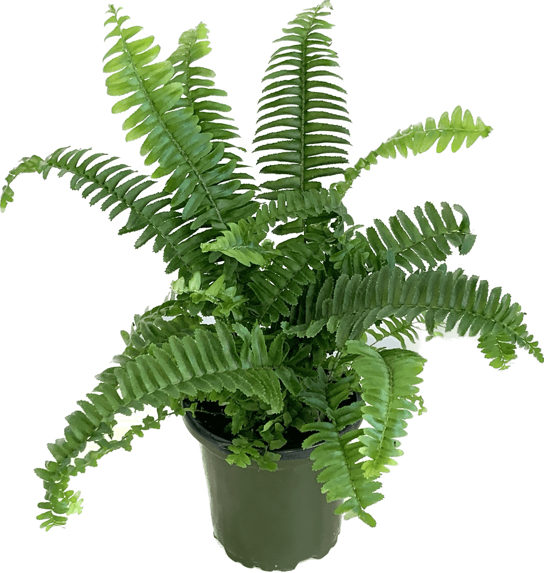 Jester Crown Fern, Nephrolepis Obliterata