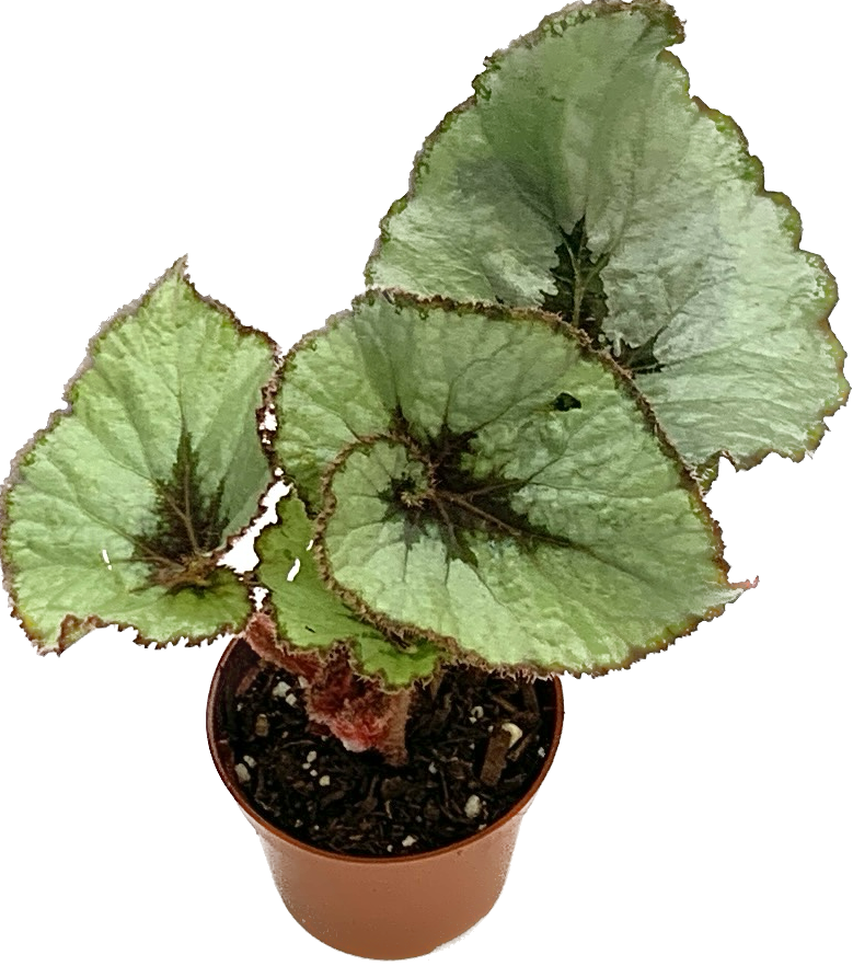 Begonia Escargot, Begonia Rex Cultorum