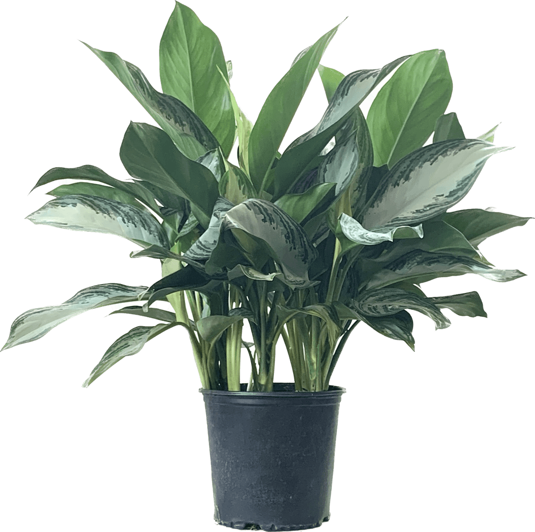 Chinese Evergreen, Aglaonema Silver Bay