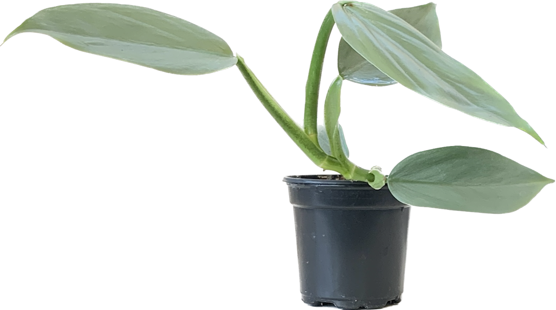 Silver Sword Philodendron, Philodendron Hastatum