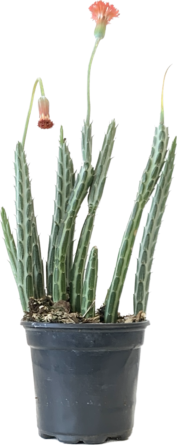 Pickle Plant, Senecio Stapeliiformis