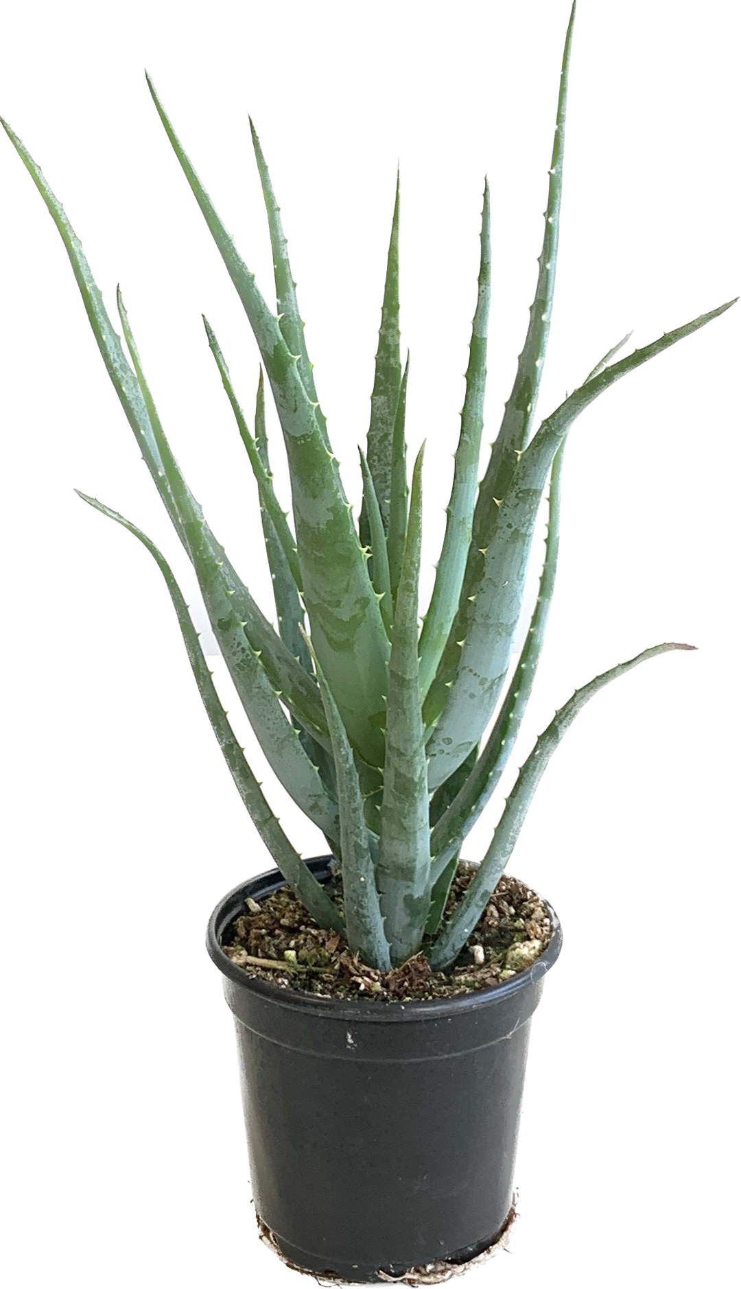 Blue Elf Aloe, Aloe x Blue Elf