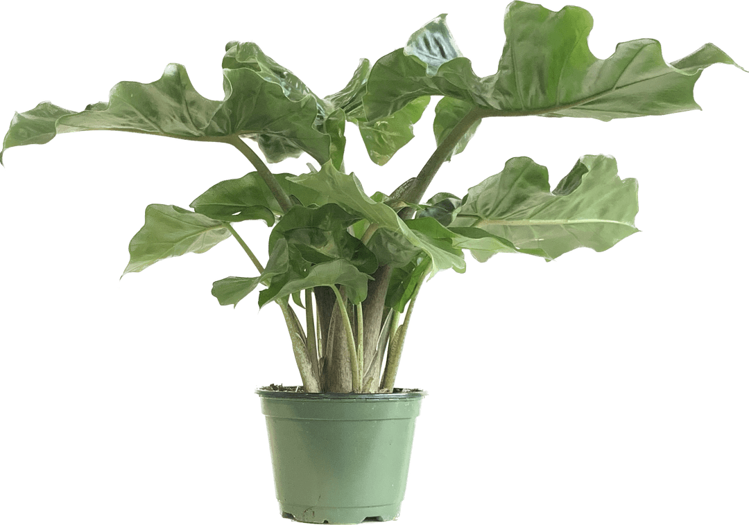 Alocasia Low Rider