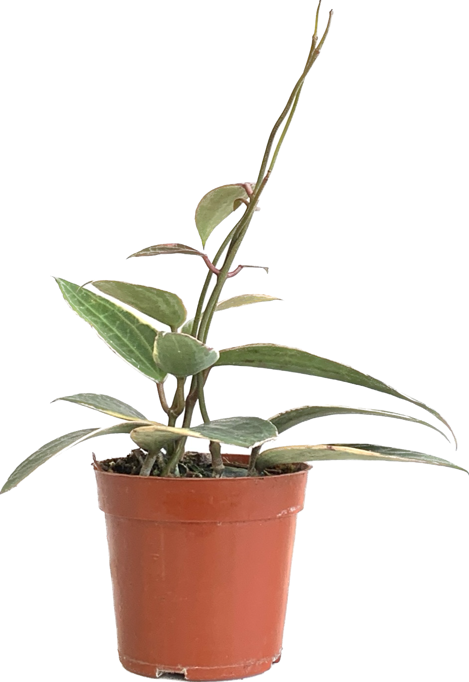 Wax Plant, Hoya Macrophylla