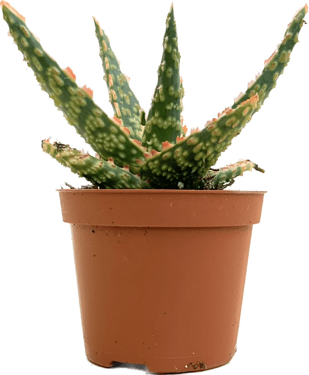 Aloe Christmas Carol