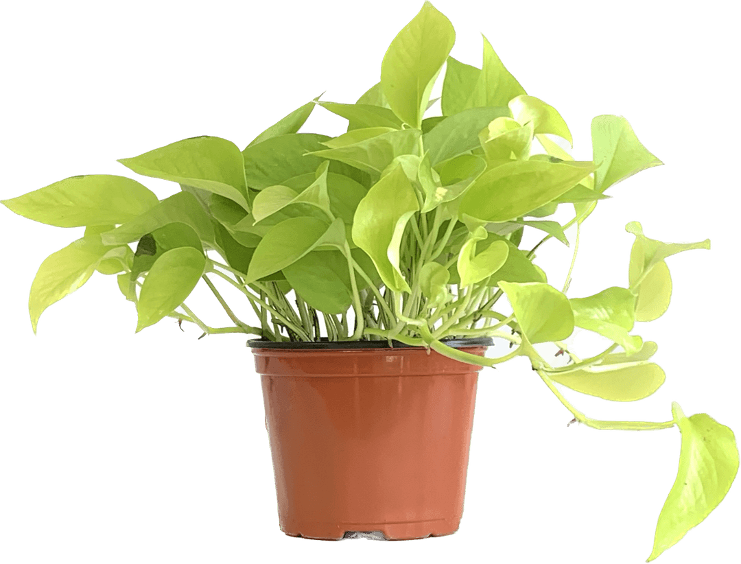 Neon Pothos, Epipremnum Aureum