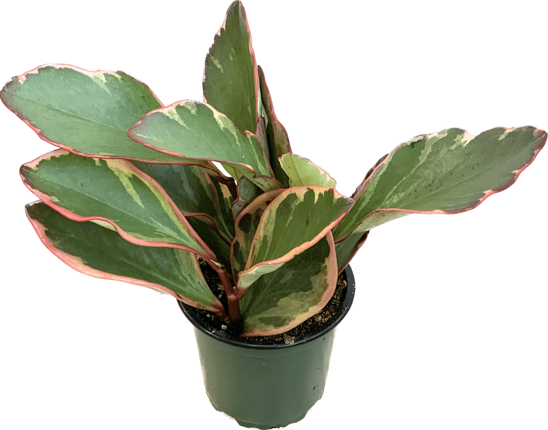 Peperomia Ginny, Peperomia Clusiifolia Ginny