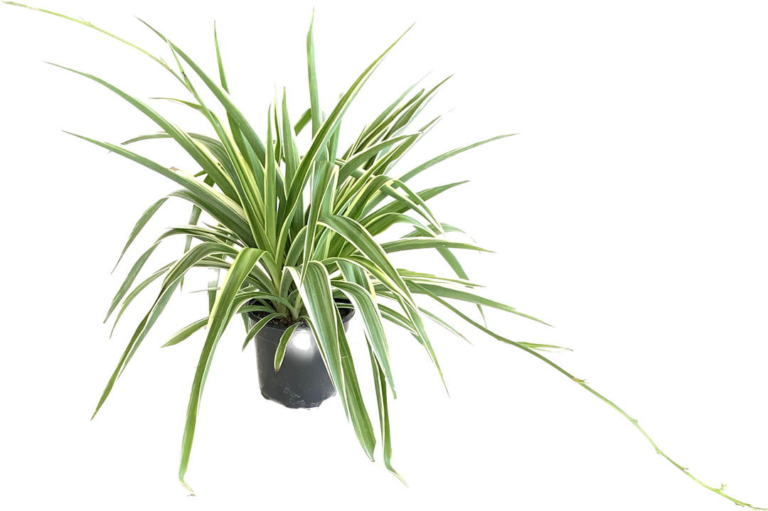 Reverse Spider Plant, Chlorophytum Comosum Ocean