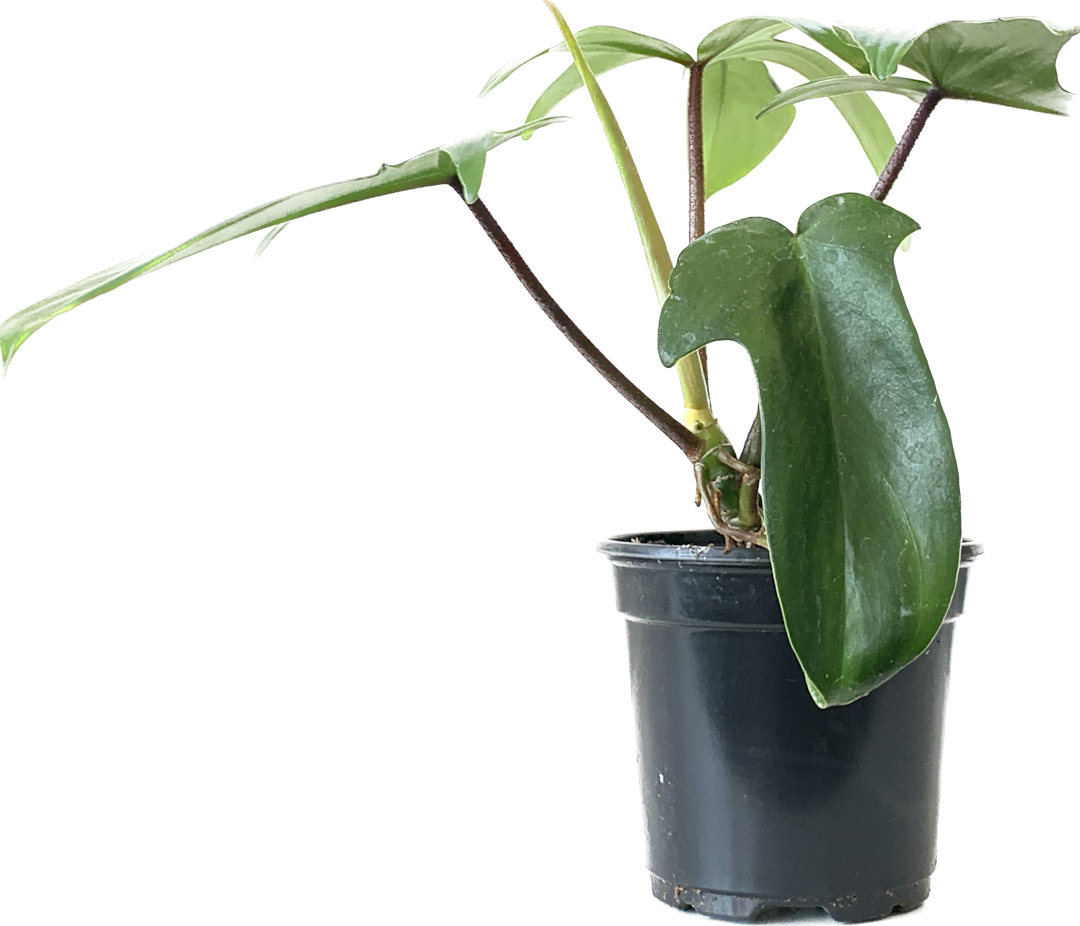 Horsehead Philodendron, Philodendron Florida Beauty