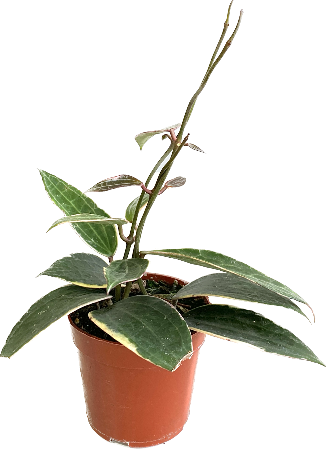 Wax Plant, Hoya Macrophylla