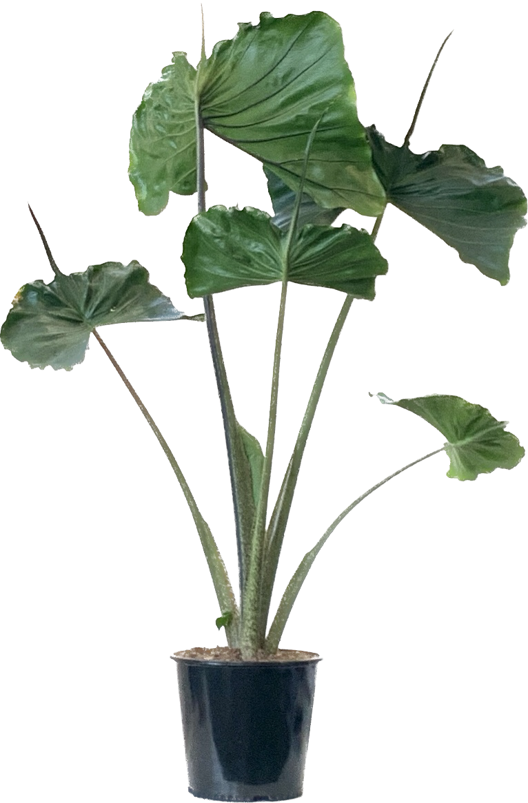 Alocasia Stingray, Alocasia Macrorrhiza