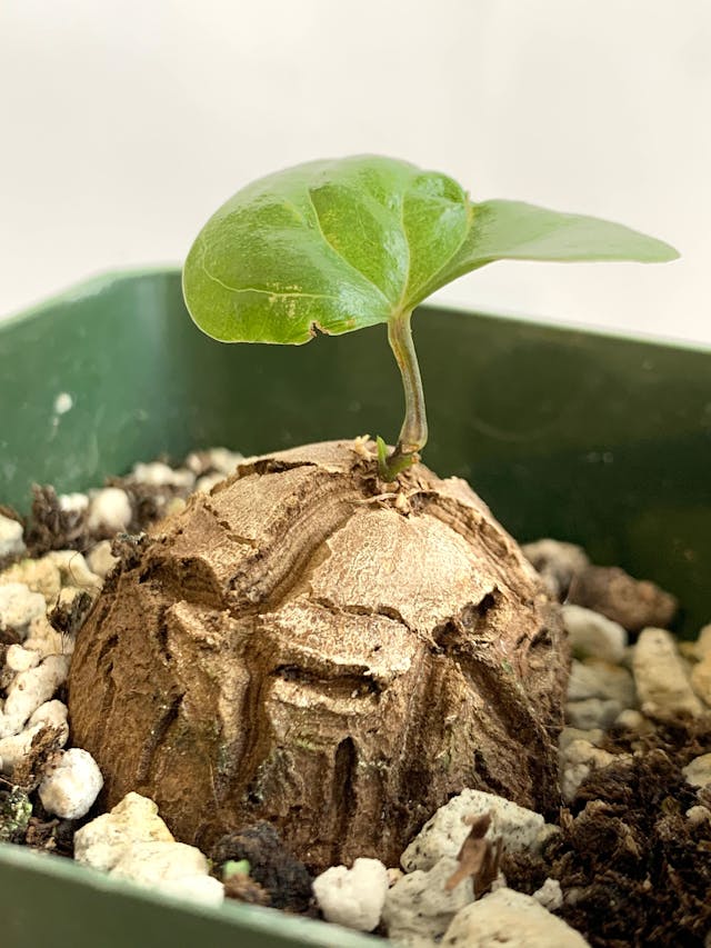 Plante tortue, Pied d'éléphant, Dioscorea elephantipes : planter, cultiver,  multiplier