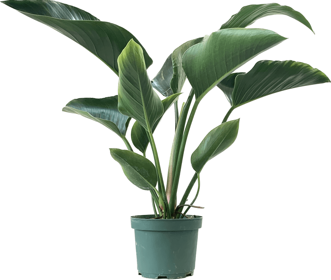 Philodendron Congo Green