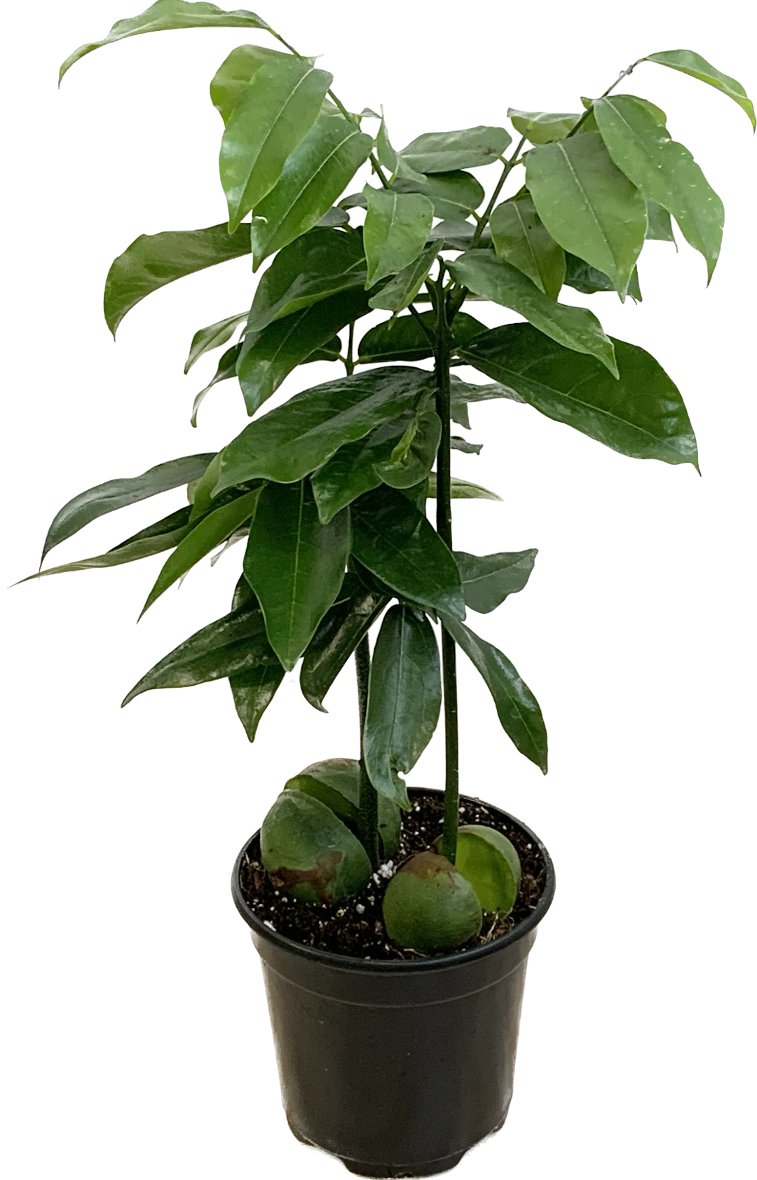 Lucky Bean Chestnut Tree, Castanospermum Australe