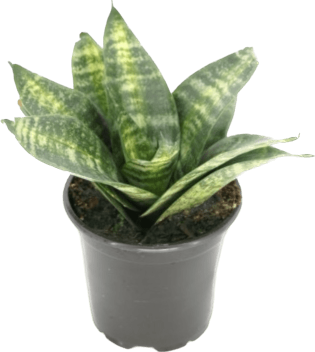 Tiger Star Dwarf Snake Plant, Sansevieria Hahnii