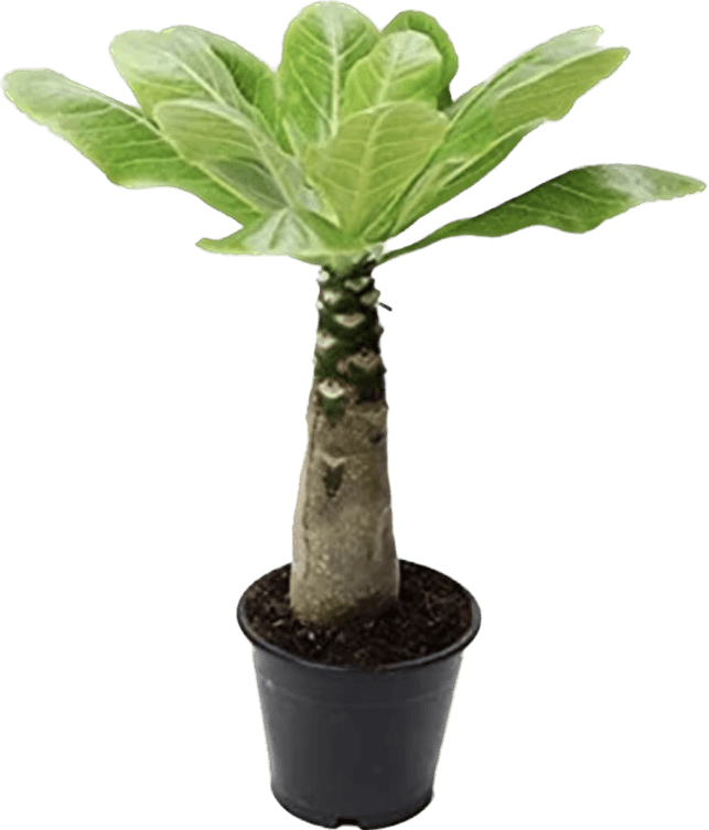 Hawaiian Palm, Brighamia Insignis