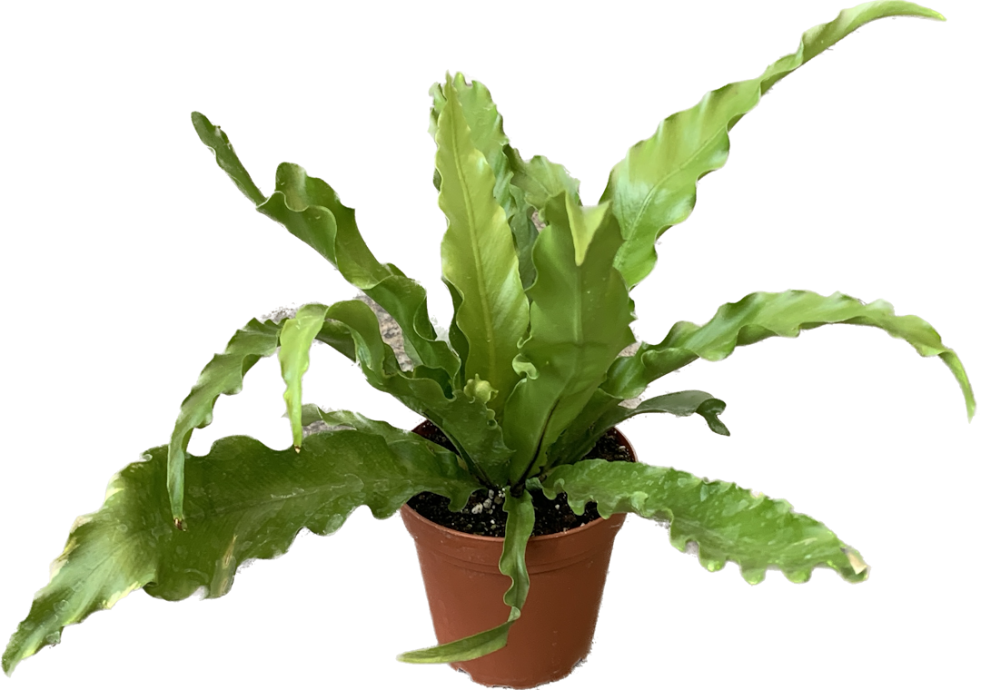 Victoria Bird's Nest Fern, Asplenium Antiquum