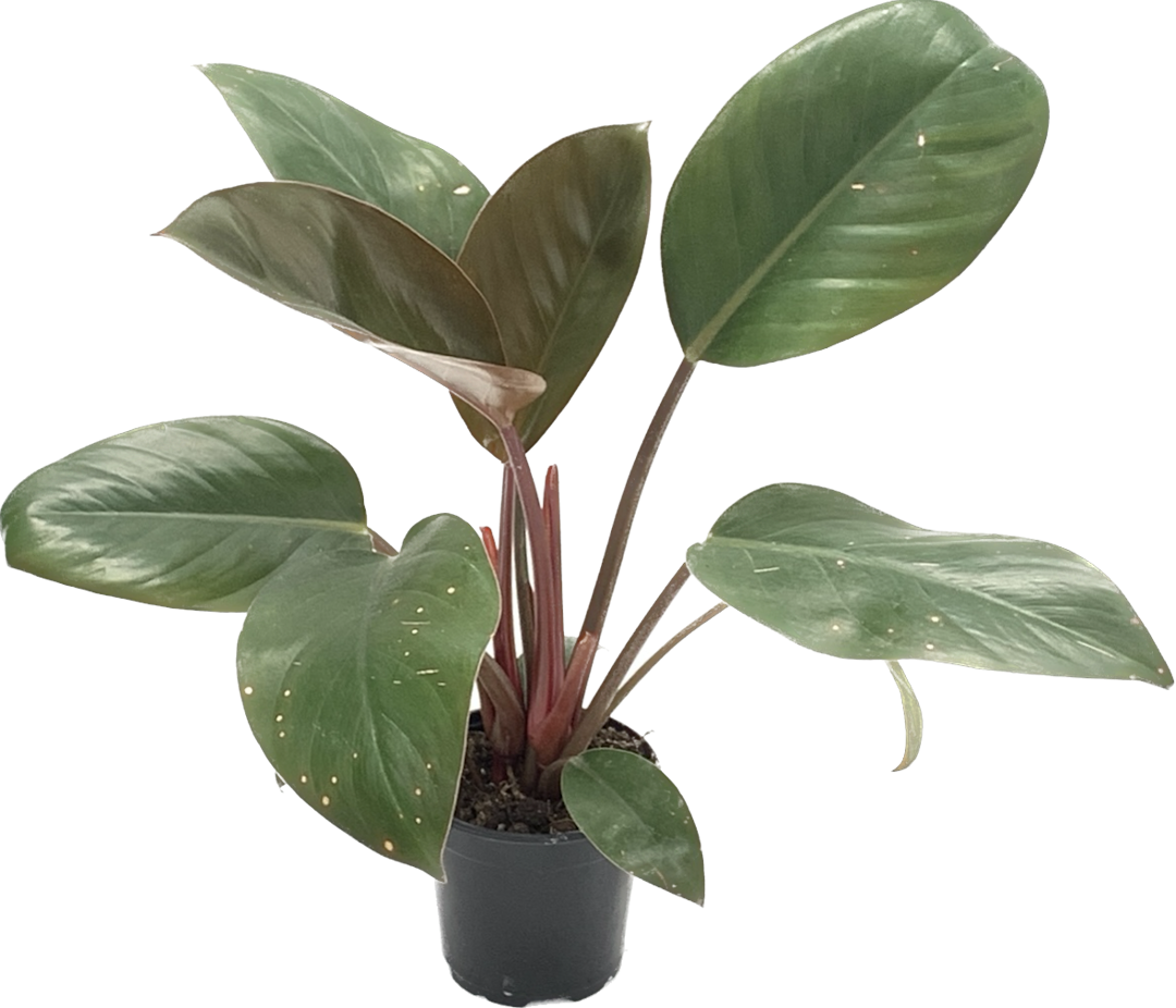 Philodendron Black Cardinal, Philodendron Erubescens