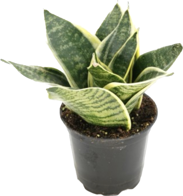 Ocean Star Dwarf Snake Plant, Sansevieria Hahnii