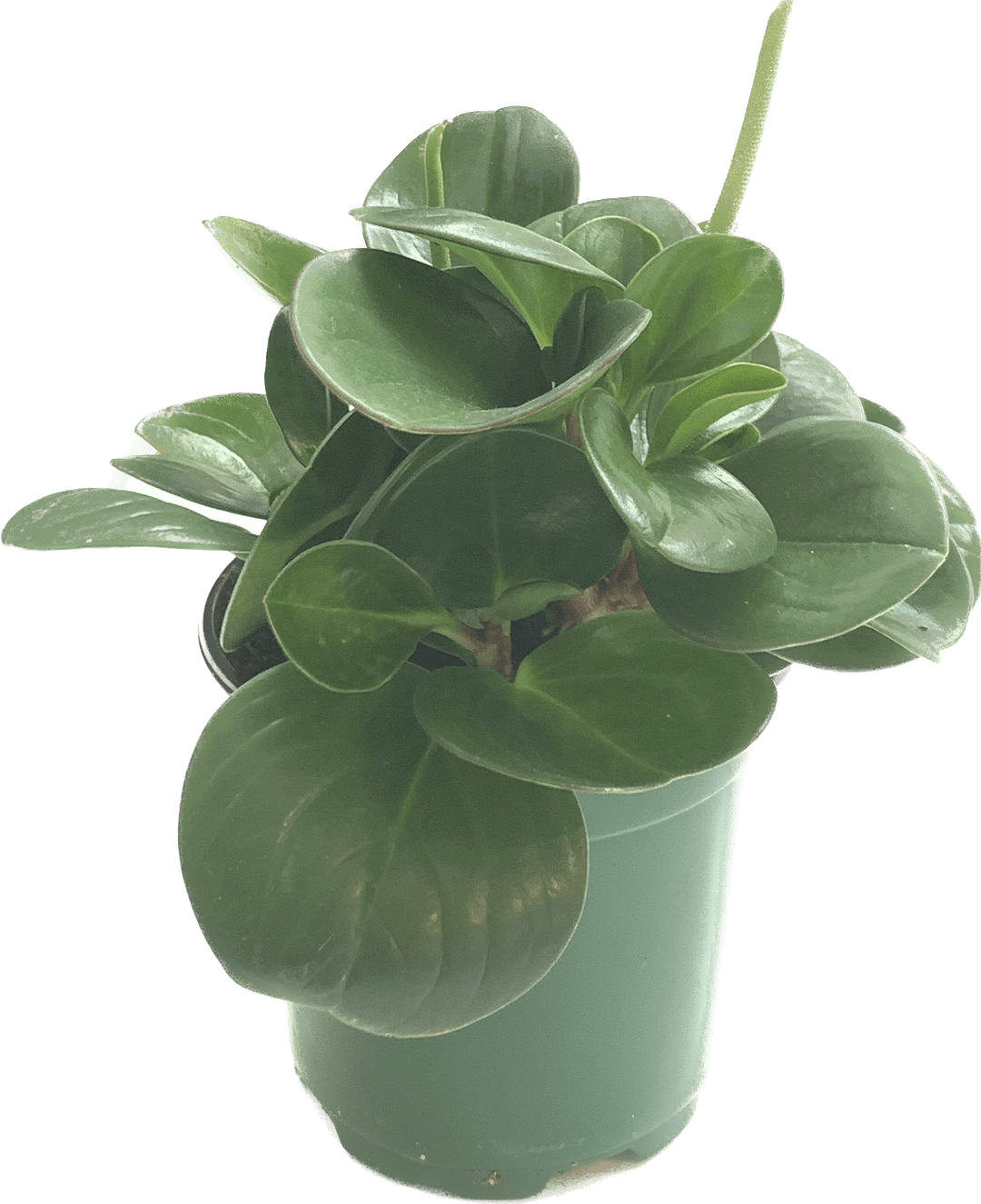 Baby Rubber Tree, Peperomia Obtusifolia