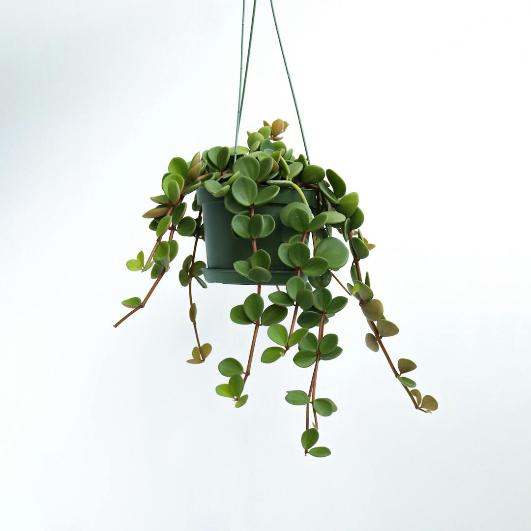 Peperomia Hope, Peperomia Tetraphylla