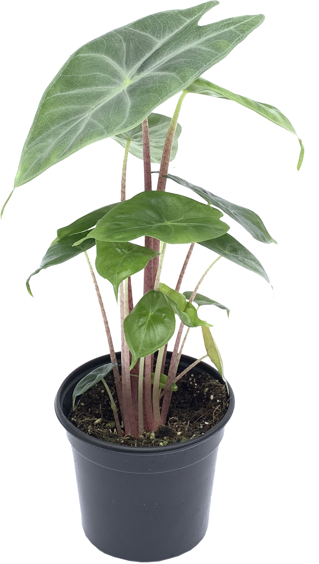 Alocasia Ivory Coast