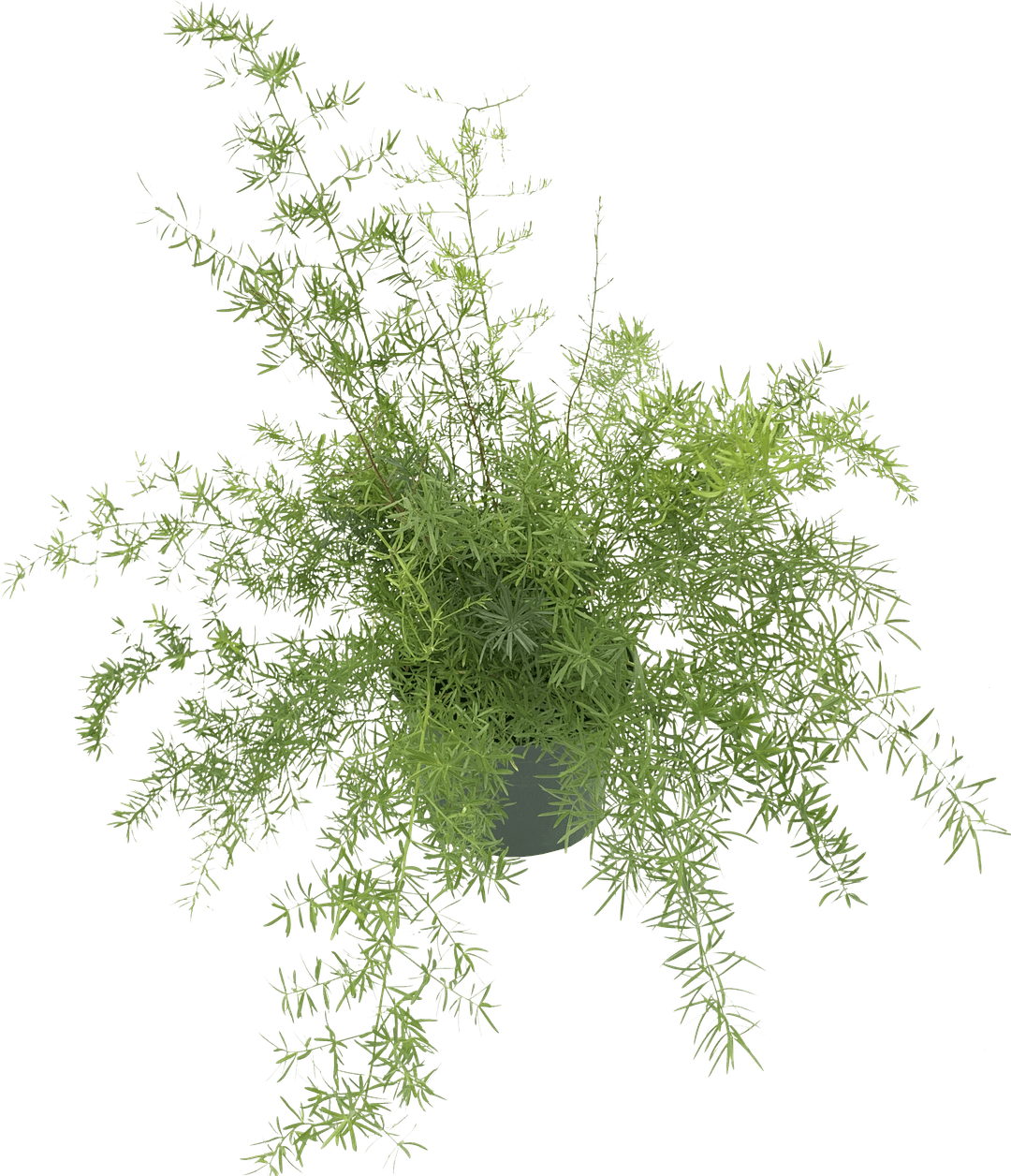 Sprenger's Asparagus Fern, Asparagus Aethiopicus