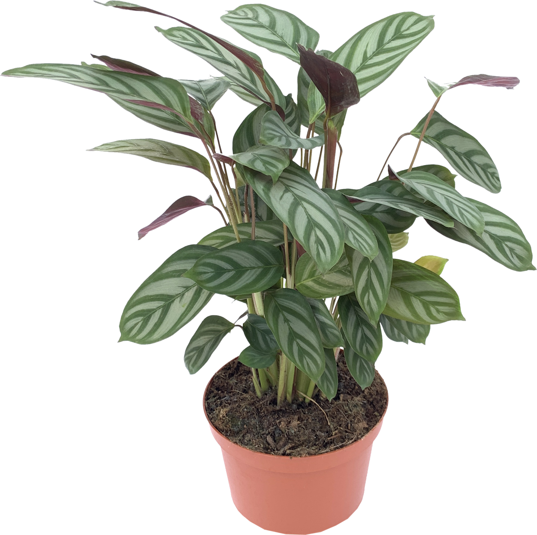 Calathea Setosa, Ctenanthe Setosa