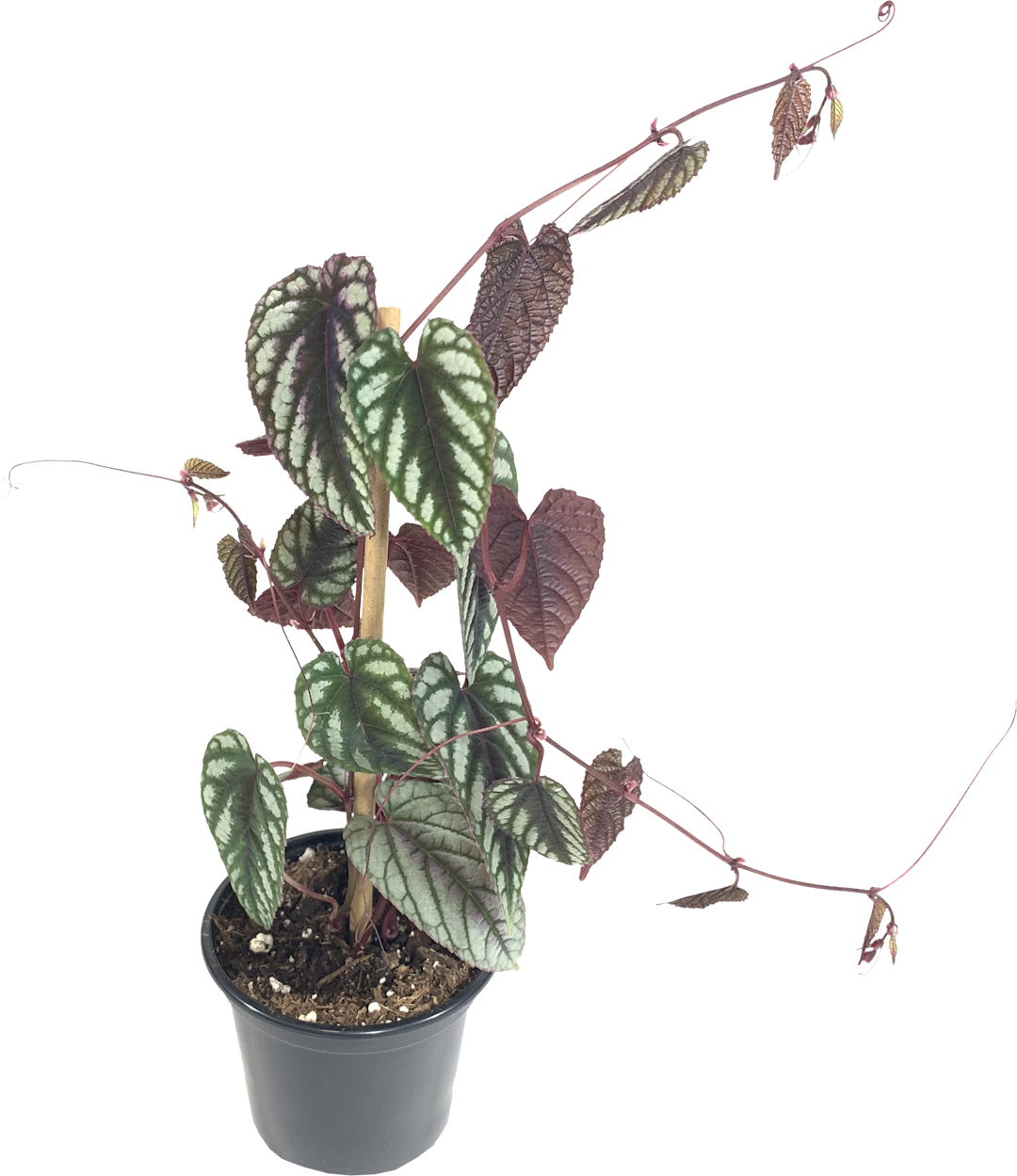 Rex Begonia Vine, Cissus Javana Discolor