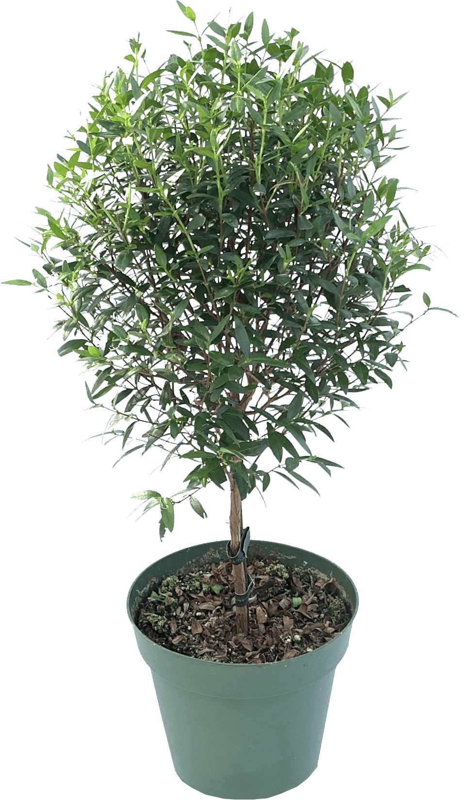 Myrtle Topiary, Myrtus Communis