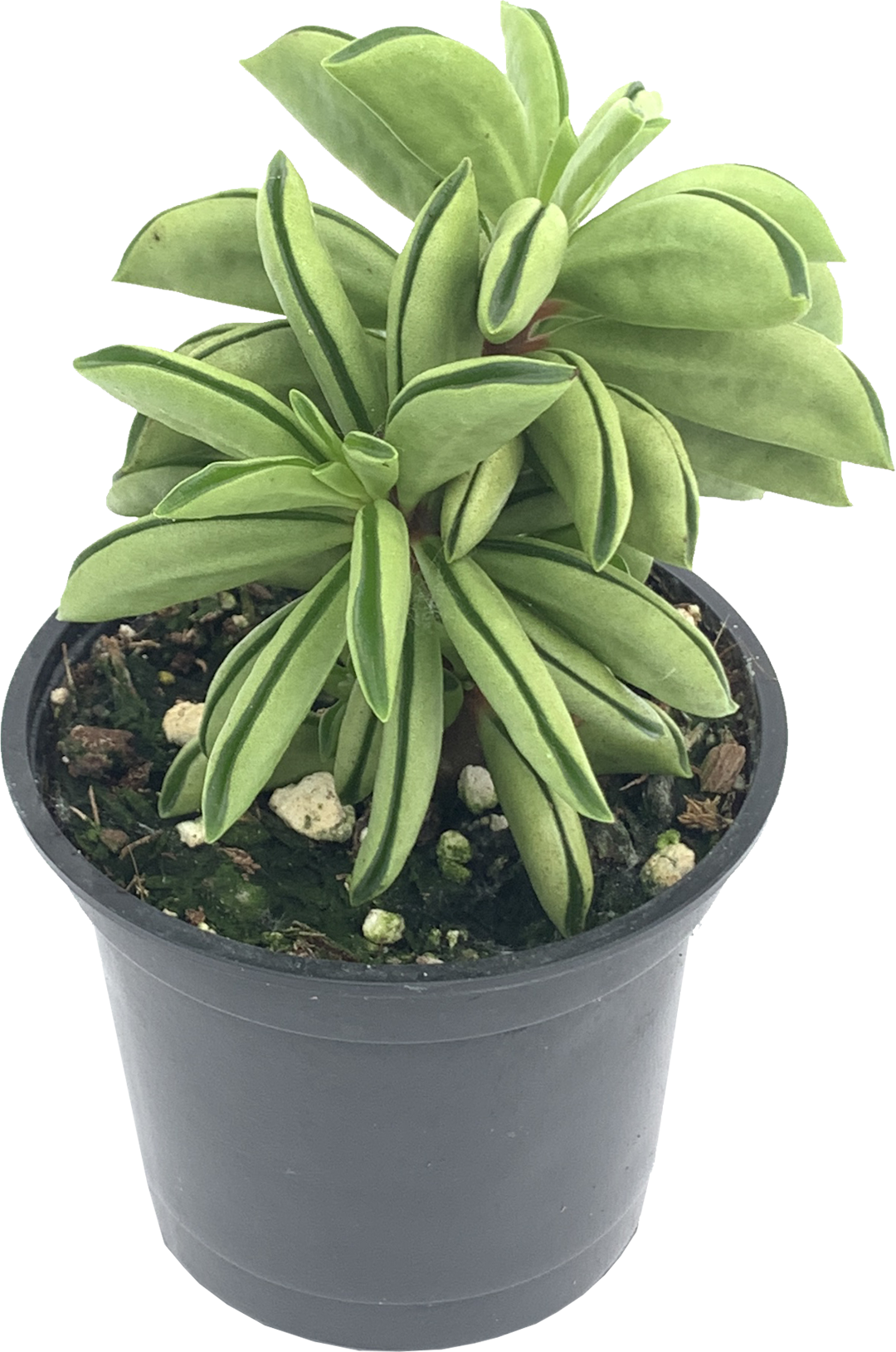 Prayer Pepper, Peperomia Dolabriformis