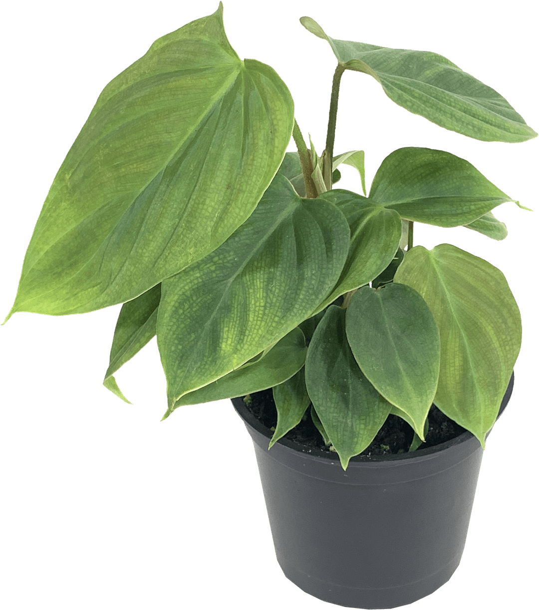 Philodendron Fuzzy Petiole