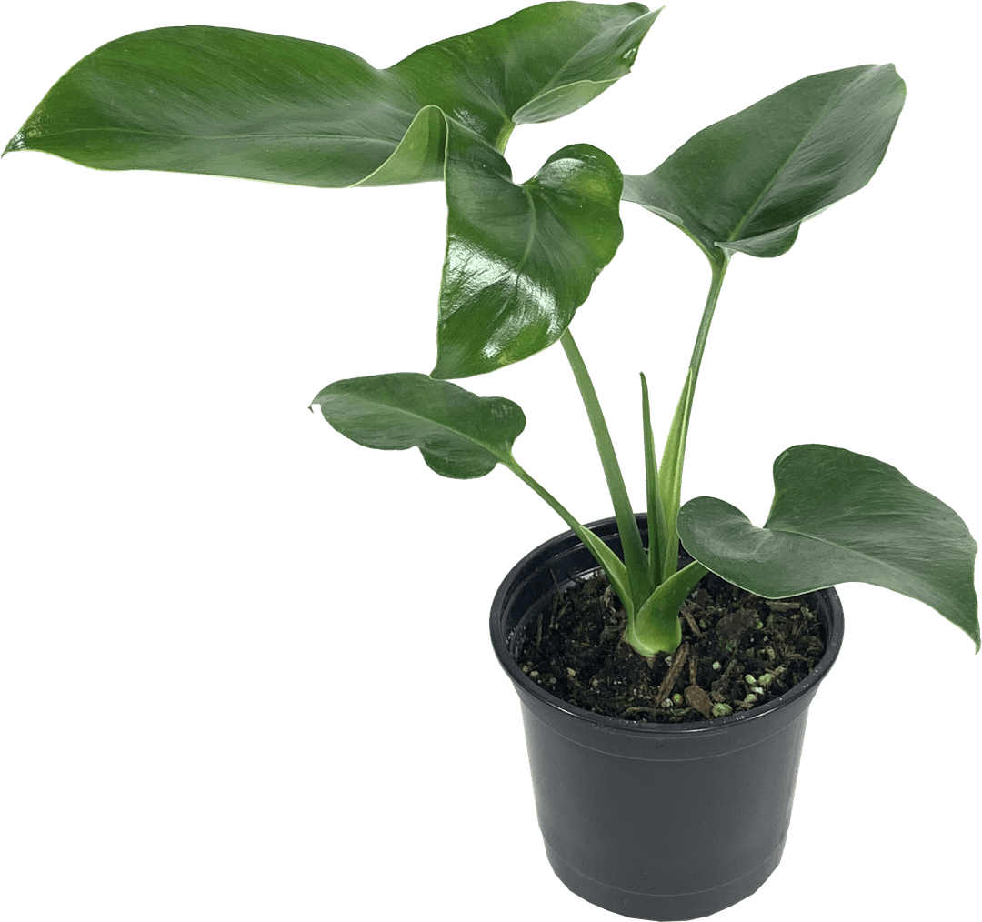 Philodendron Fun Bun, Thaumatophyllum Spruceanum