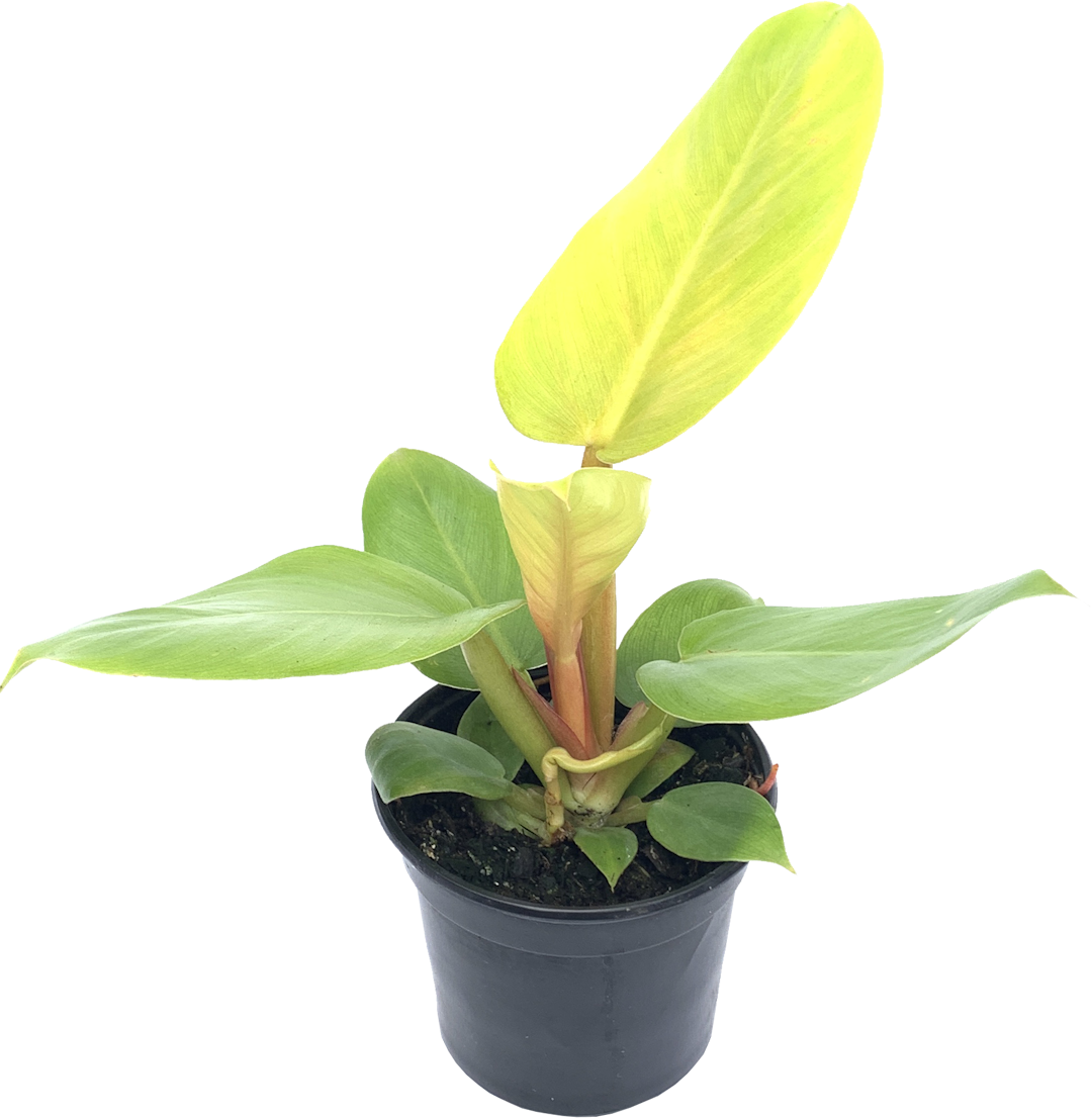 Philodendron Melinonii Gold