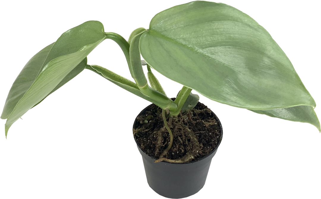 Silver Sword Philodendron, Philodendron Hastatum