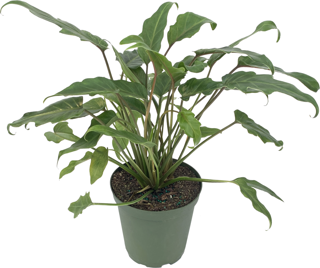 Philodendron Xanadu, Thaumatophyllum Xanadu