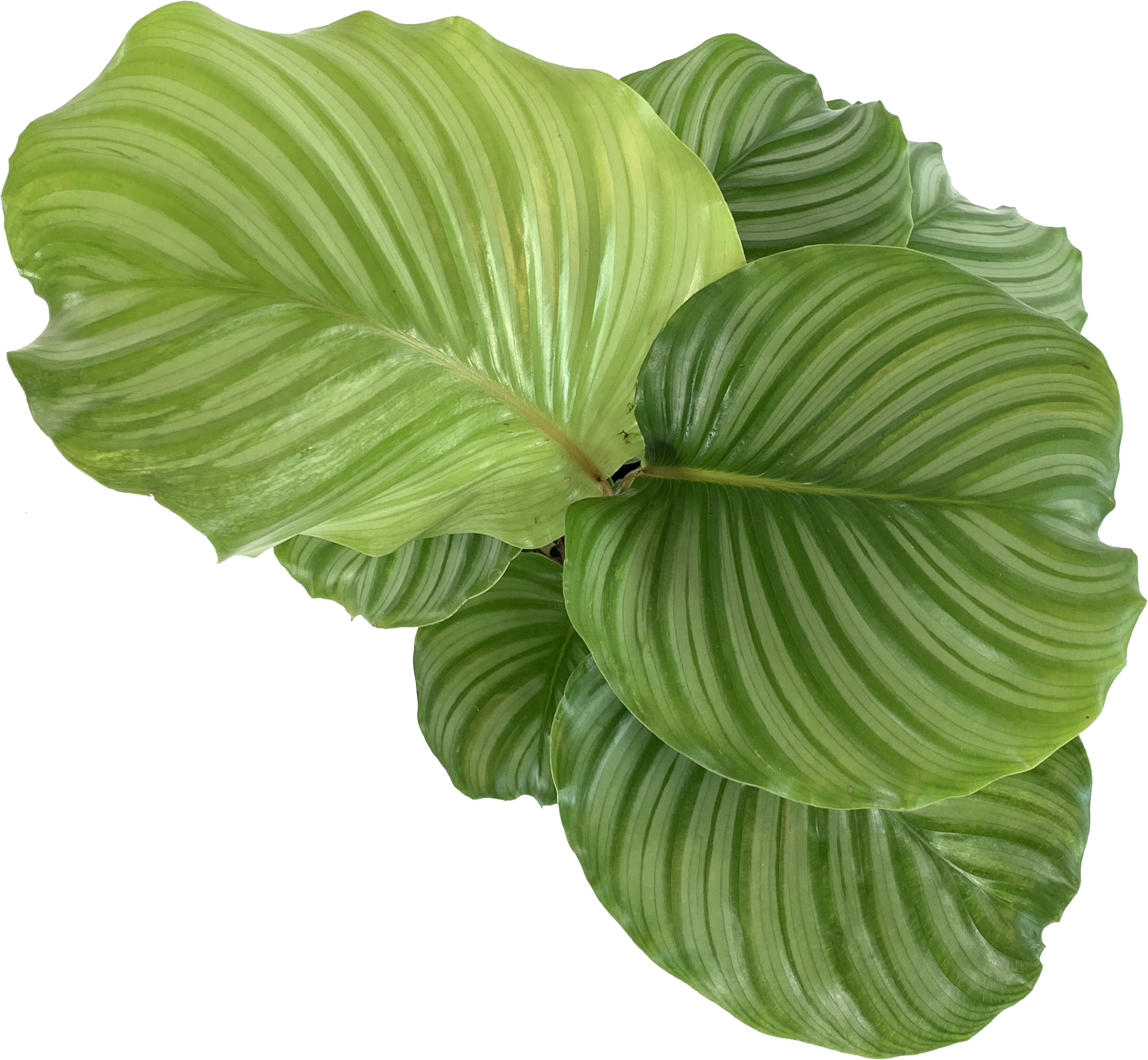 Calathea orbifolia - Goeppertia orbifolia