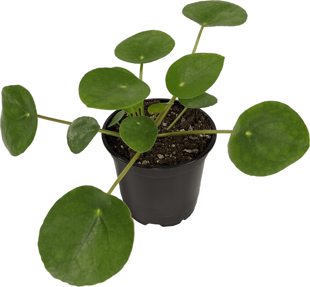 Chinese Money Plant, Pilea Peperomioides