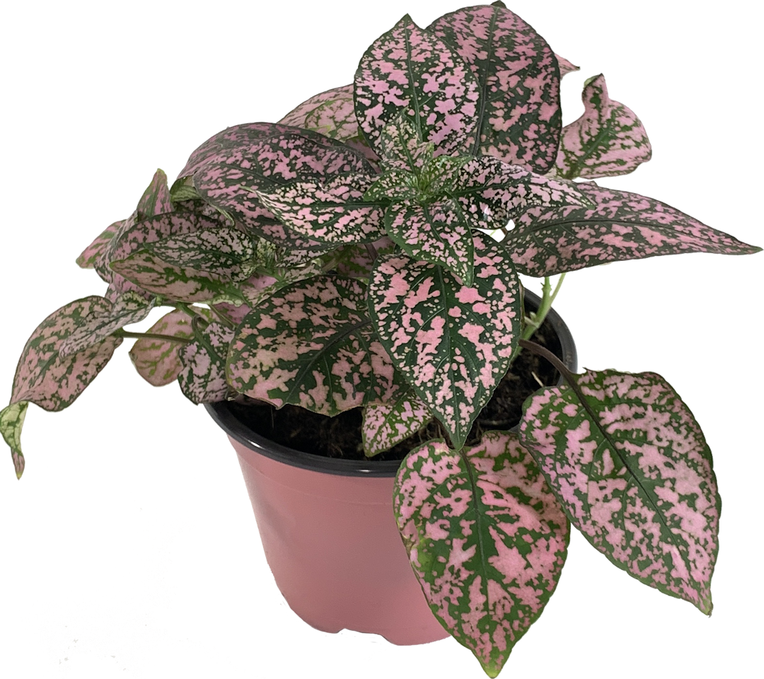 Assorted Polka Dot Plant, Hypoestes Phyllostachya