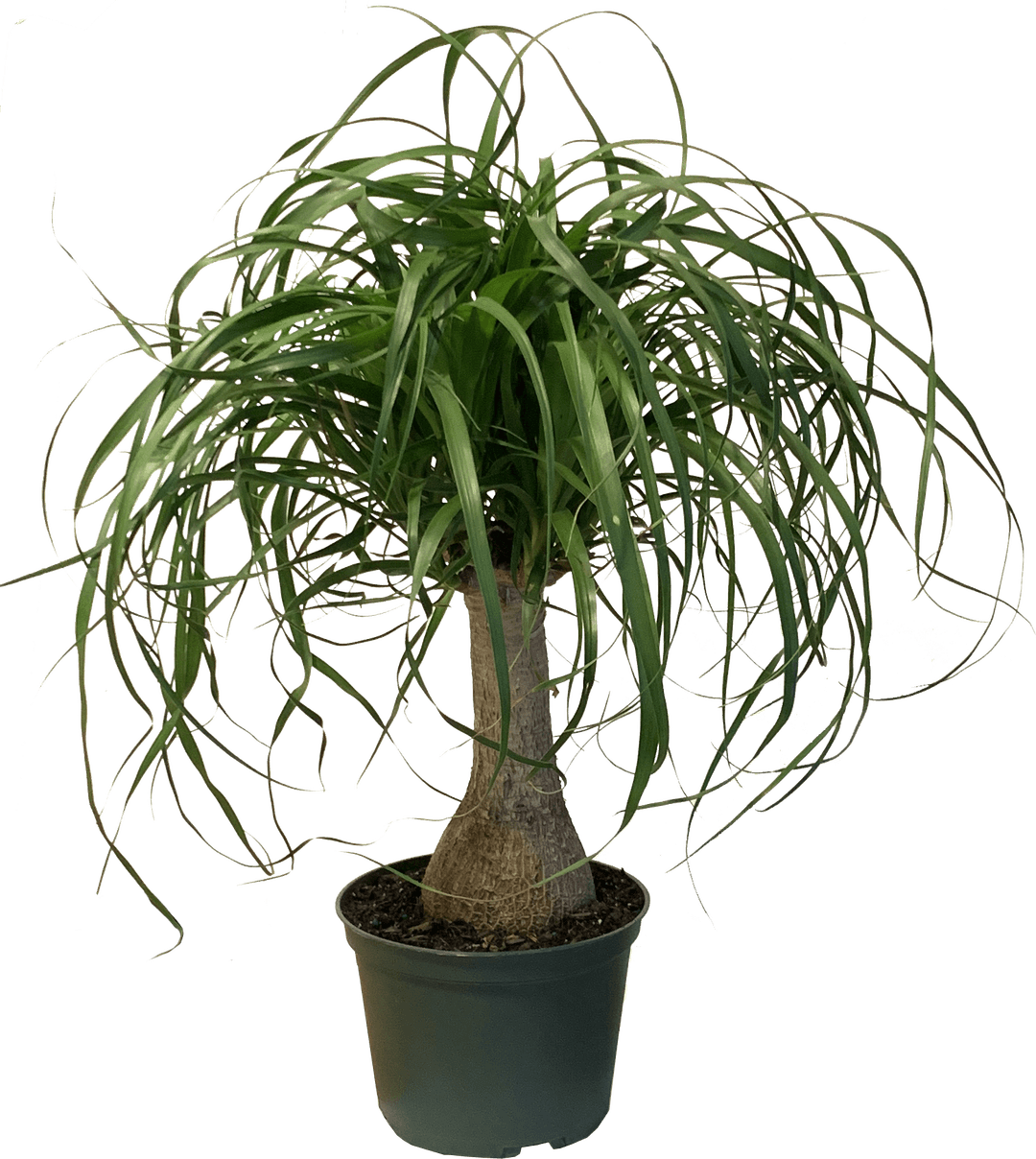 Ponytail Palm, Beaucarnea Recurvata