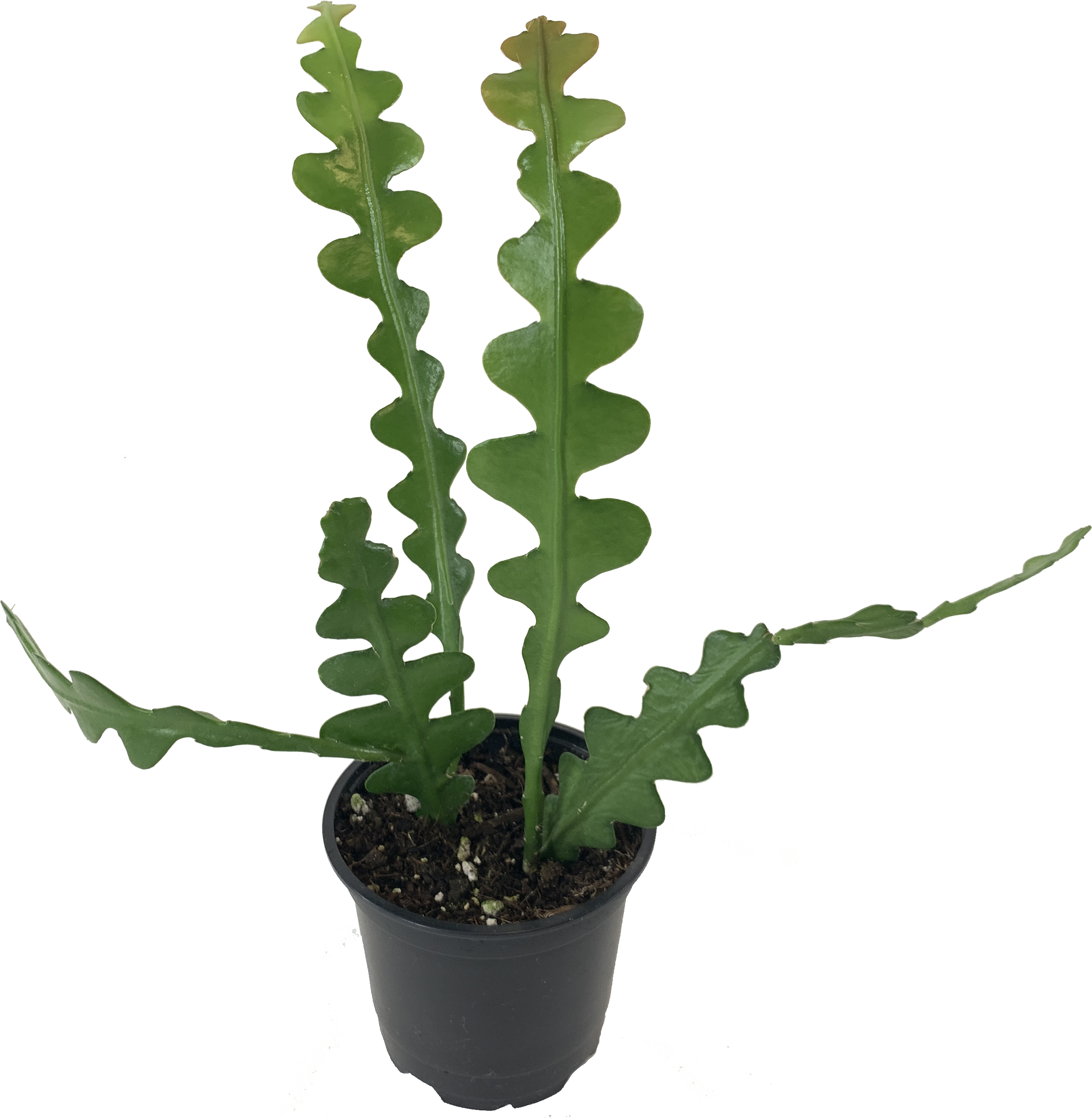 Zig Zag Cactus, Selenicereus Anthonyanus